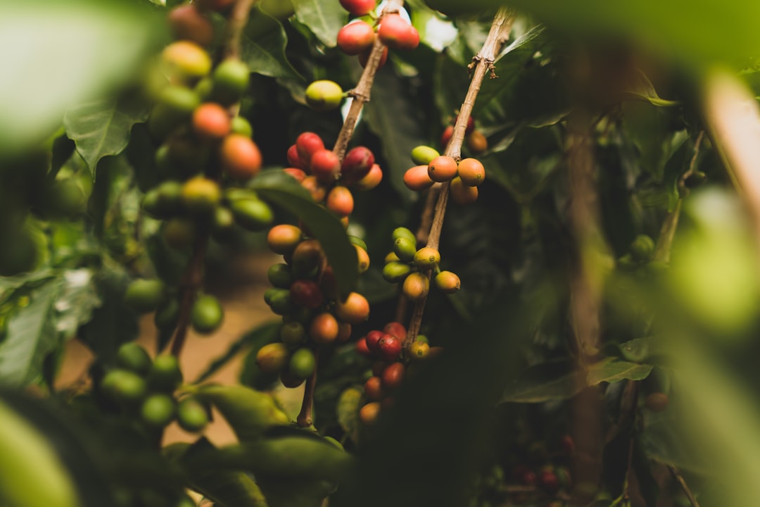 The Coffee Plant: Origins and Varieties (image credits: unsplash)