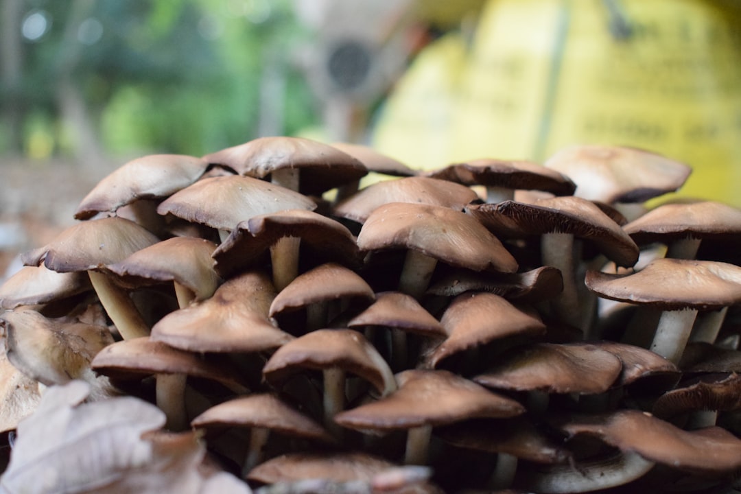 Mushrooms: Only Safe When Fresh and Properly Stored (image credits: unsplash)