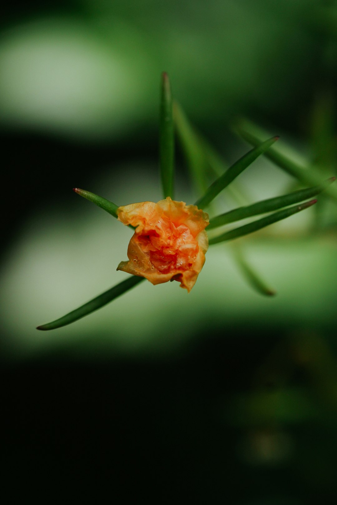 11. Purslane: The Wild Green (image credits: unsplash)