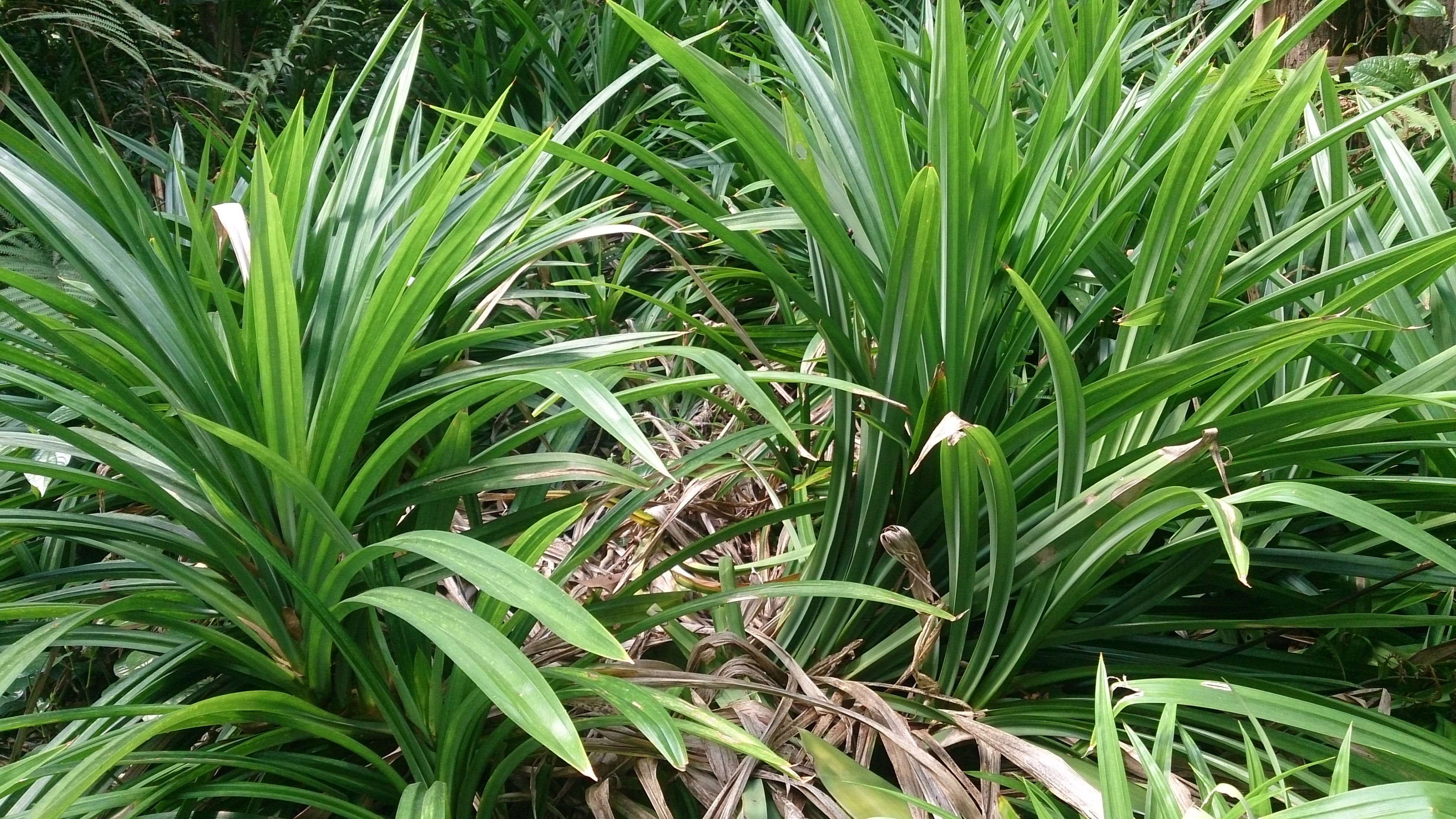 9. Pandan – Southeast Asia’s Vanilla Rival (image credits: wikimedia)