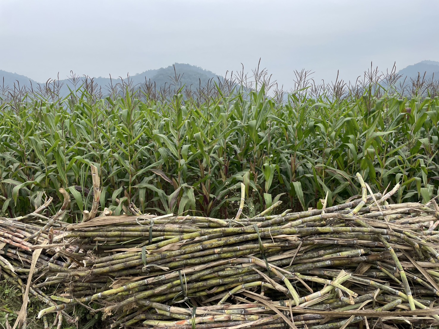 Environmental Impact: Which Is More Sustainable? (image credits: wikimedia)