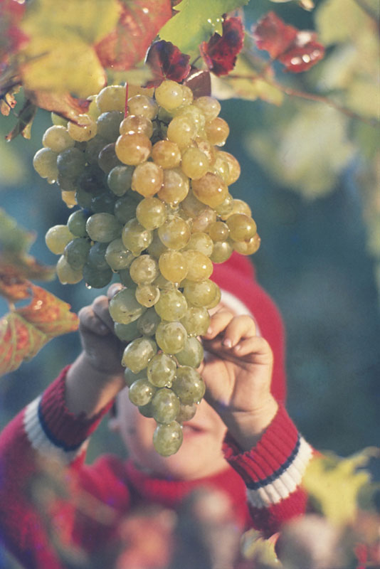 Grapes (image credits: wikimedia)