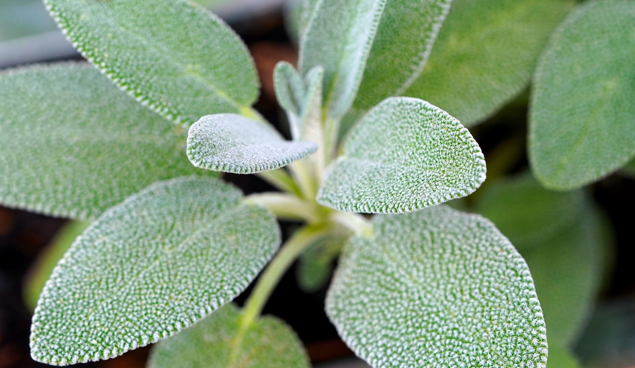 Sage (image credits: pixabay)