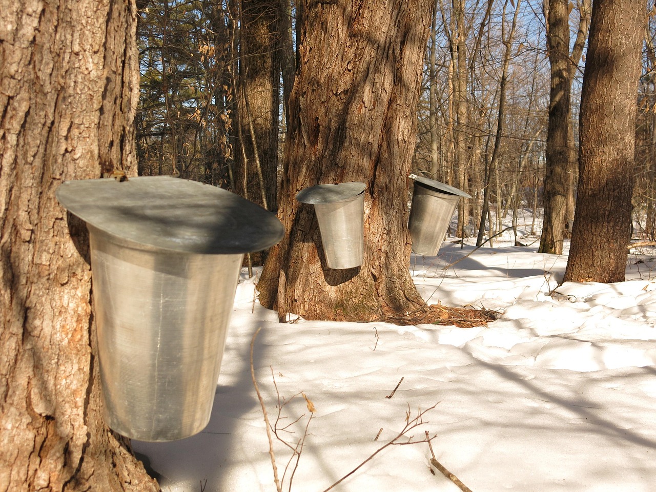 How Maple Syrup is Made (image credits: pixabay)