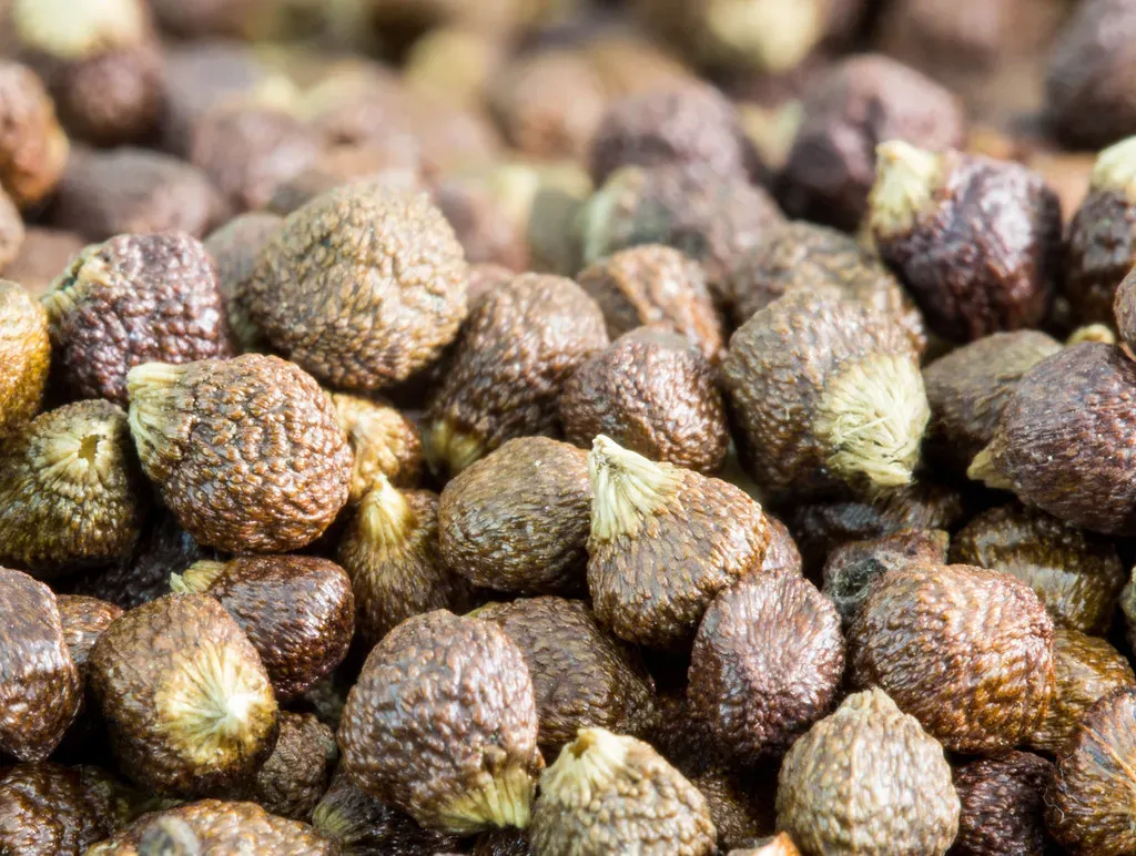 Grains of Paradise (Image Credits: Flickr)