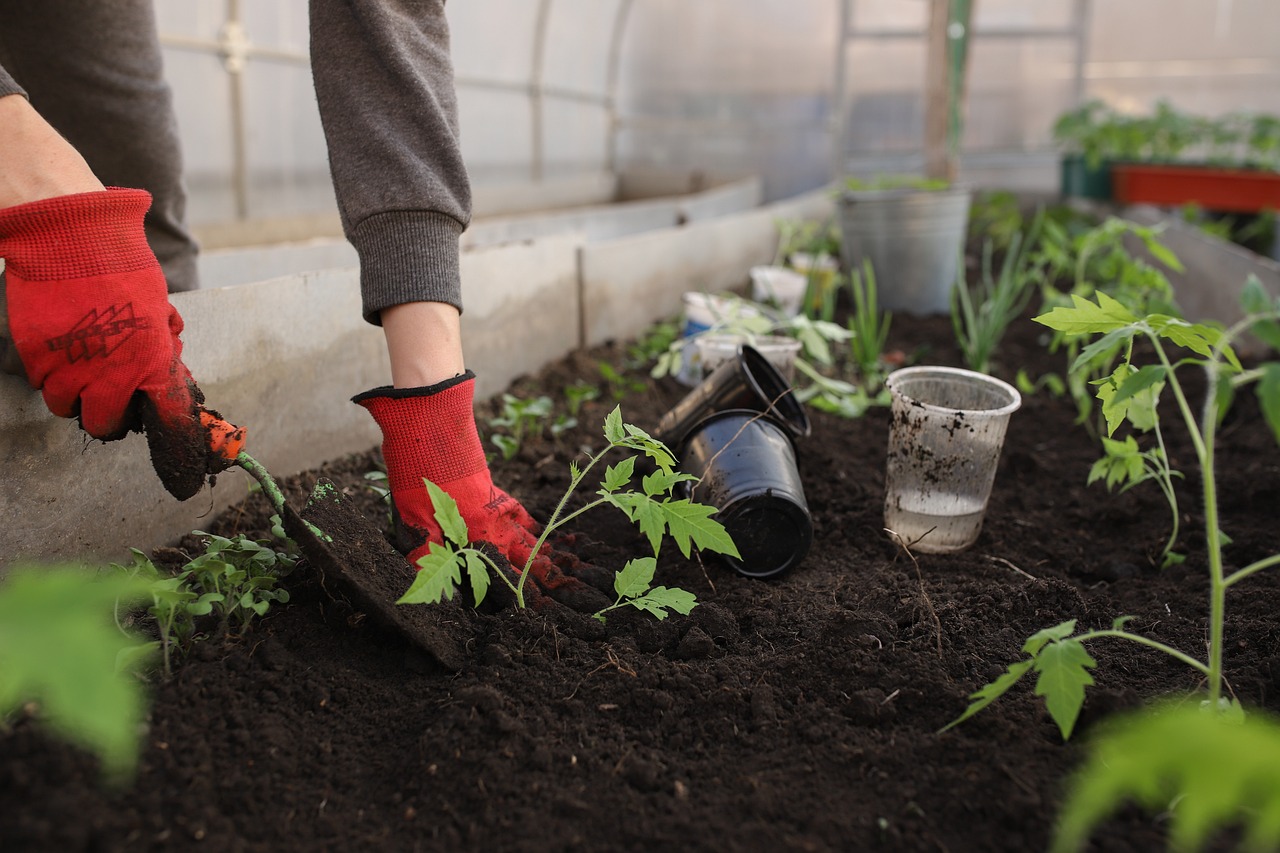 Grow Your Own Vegetable Garden (image credits: pixabay)