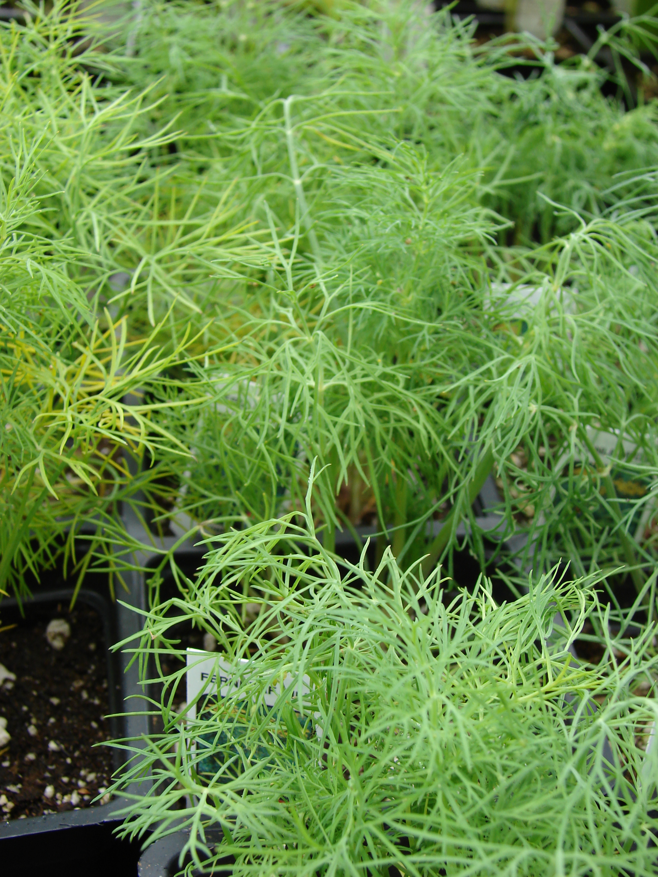 Dill: The Delicate Beauty with Bold Flavor (image credits: wikimedia)