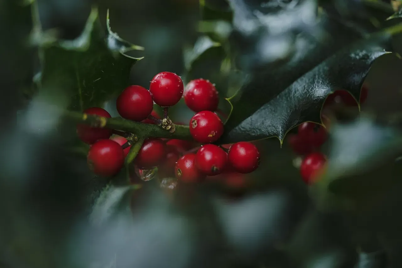 Mayhaw: The Jelly Maker's Gold (Image Credits: Pixabay)