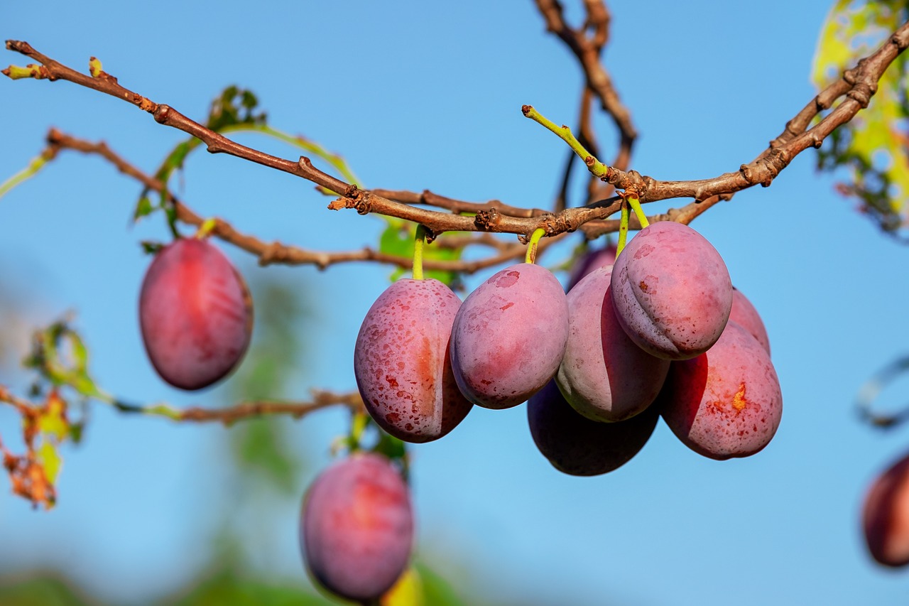 Plums & Prunes: Digestive + Antioxidant Duo (image credits: pixabay)