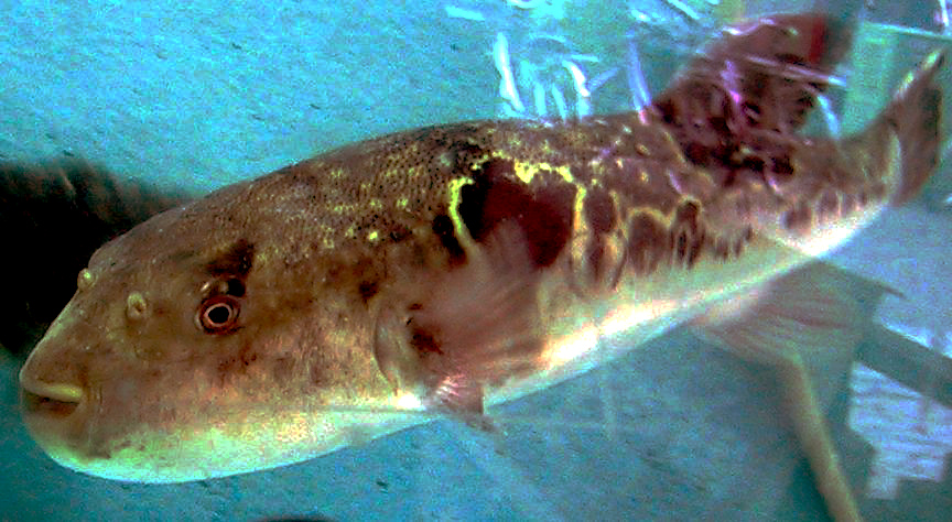 What Makes Fugu So Dangerously Irresistible (image credits: wikimedia)