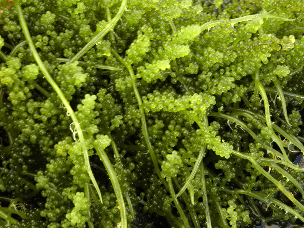 Sea Grapes: The Ocean's Caviar (image credits: flickr)