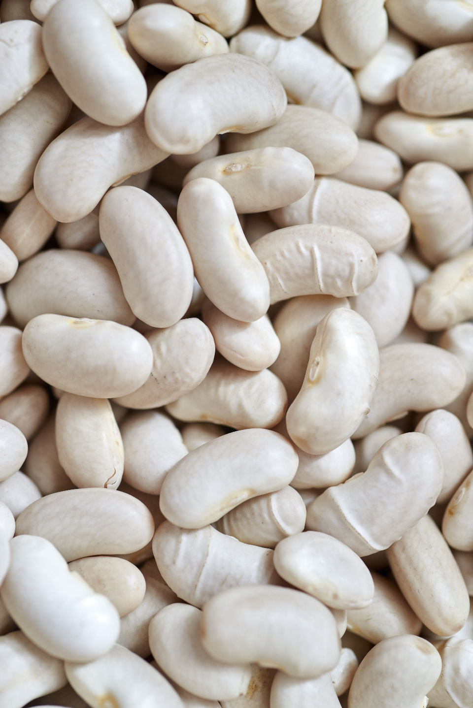 Great Northern Beans: The Gentle Giant (image credits: stocksnap)
