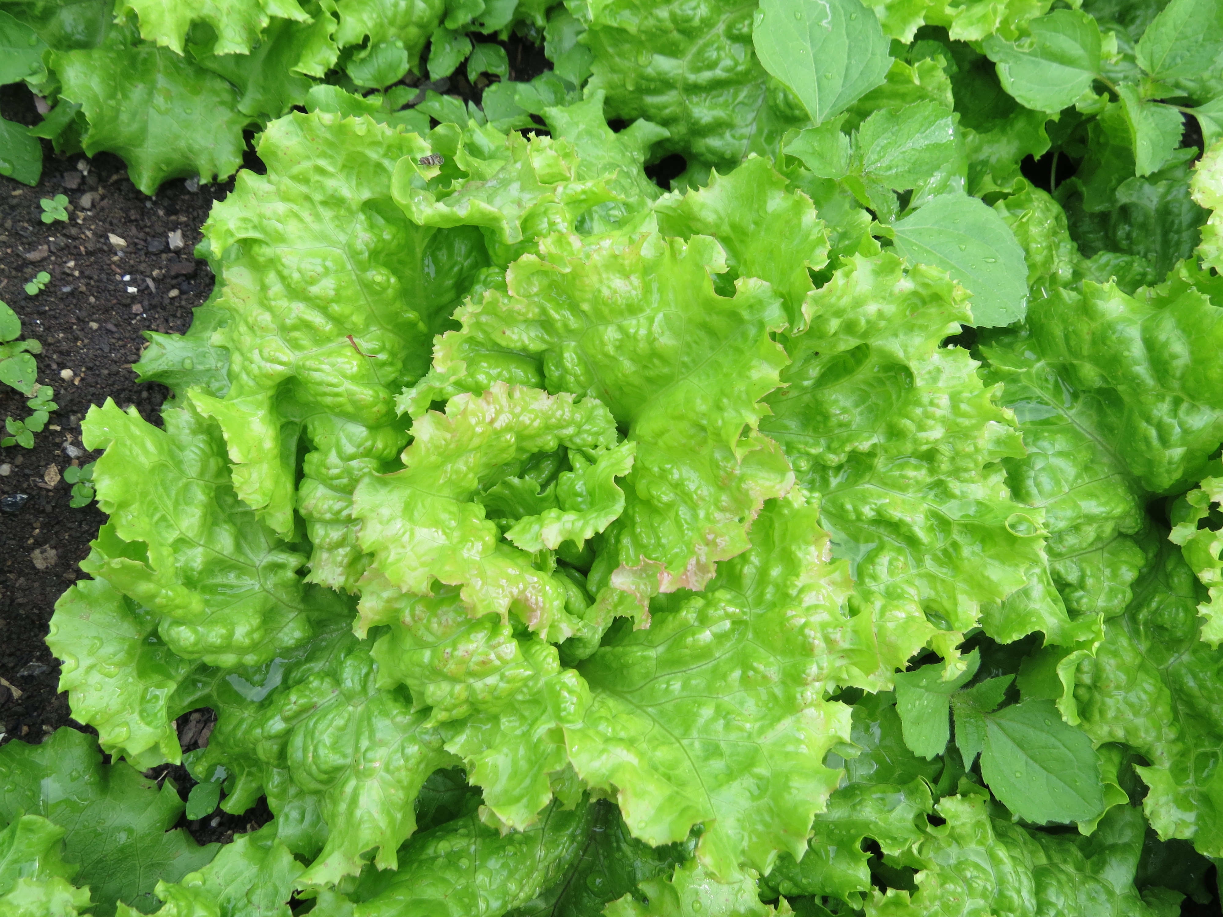 Butter Lettuce (Boston or Bibb) (image credits: wikimedia)