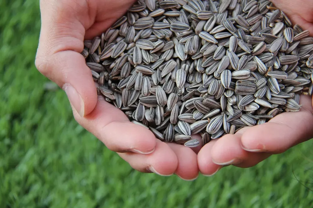 5. Sunflower Seeds: An Omega-6 Imbalance Hiding in Plain Sight (Image Credits: Rawpixel)