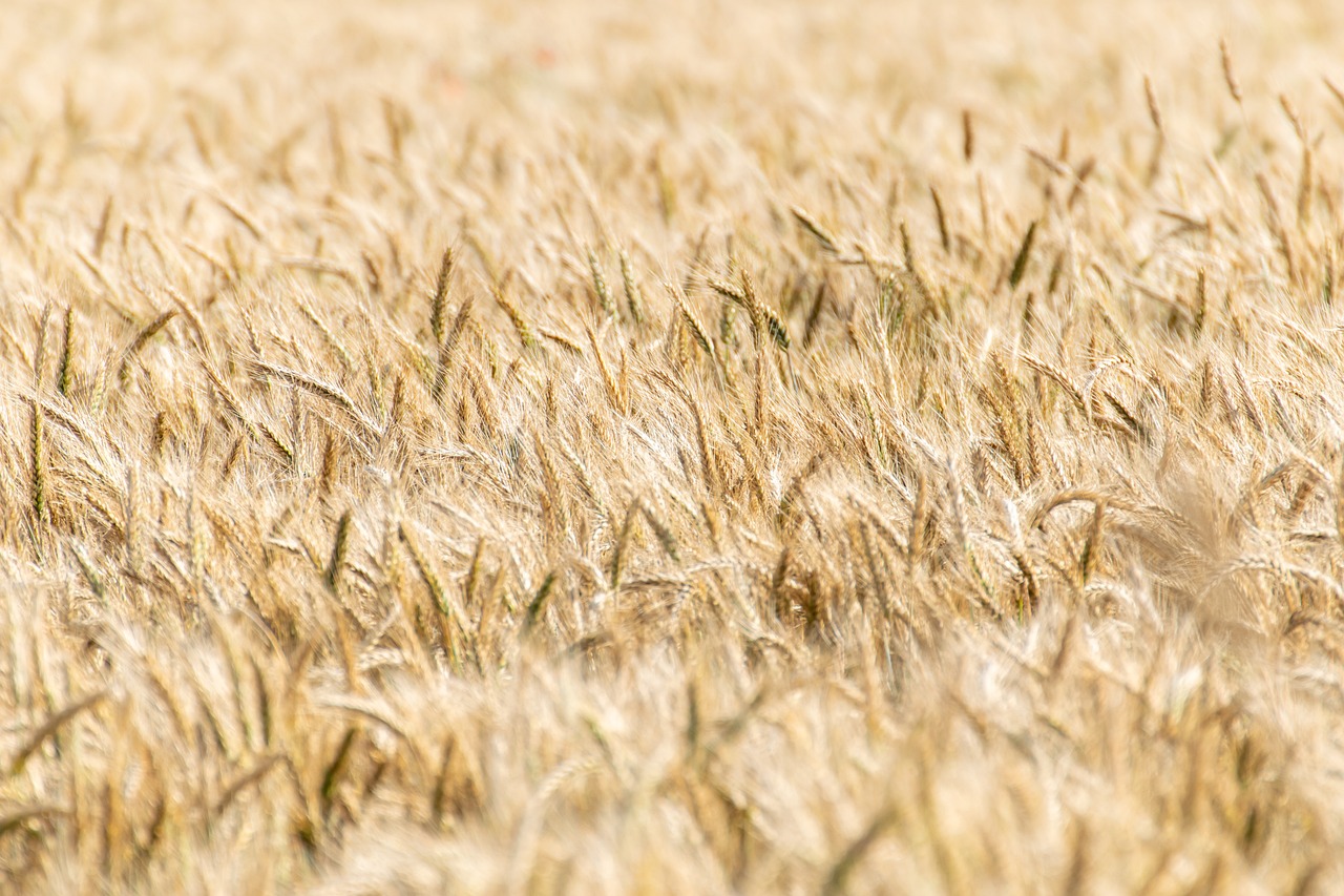 The Silent Revolution Happening Right Under Our Feet (image credits: pixabay)