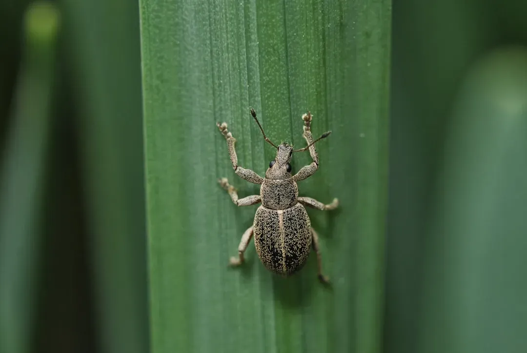 Rice: A Staple That Arrives With Hidden Passengers (Image Credits: Unsplash)