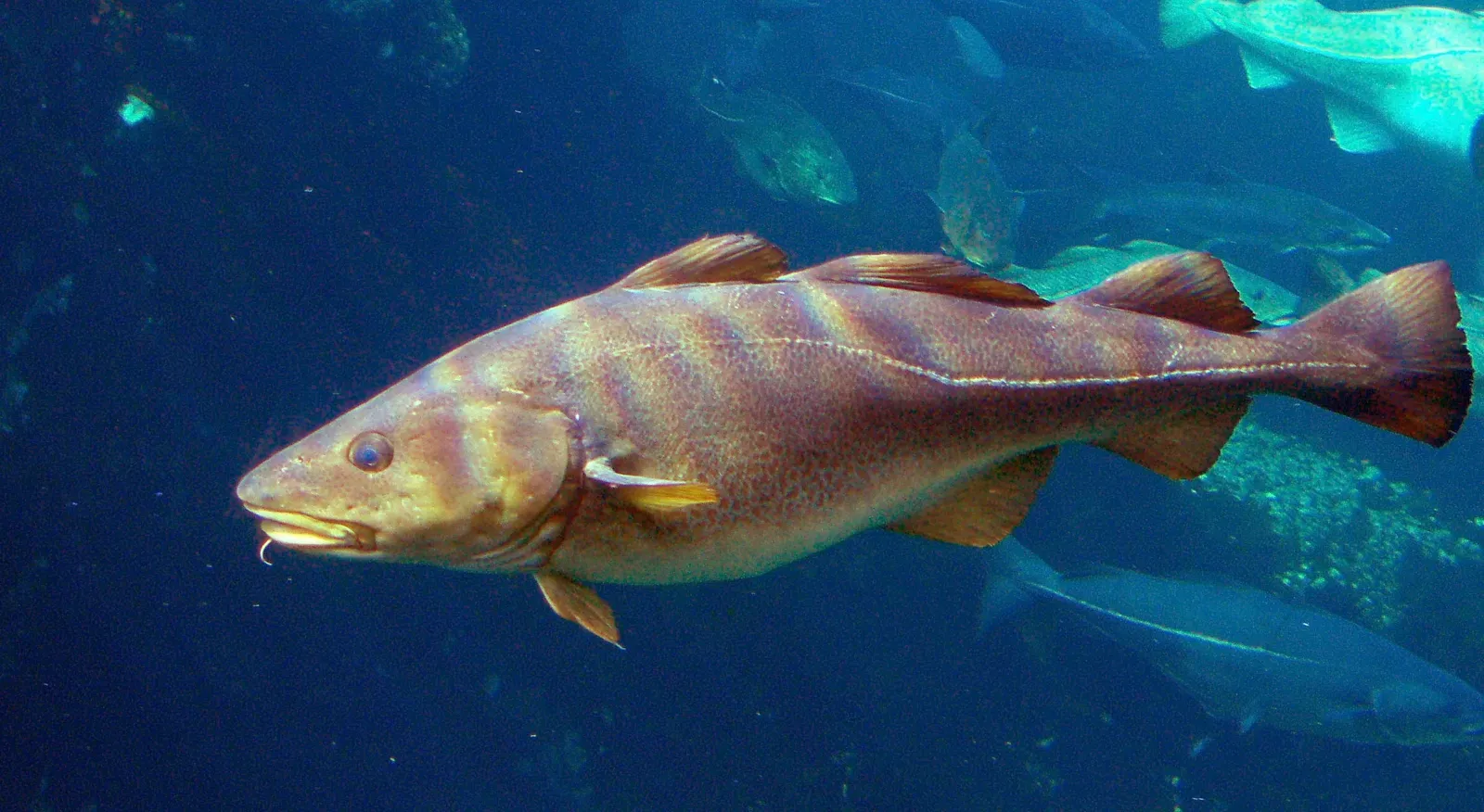 Atlantic Cod: Sustainability Nightmare (Image Credits: Wikimedia)