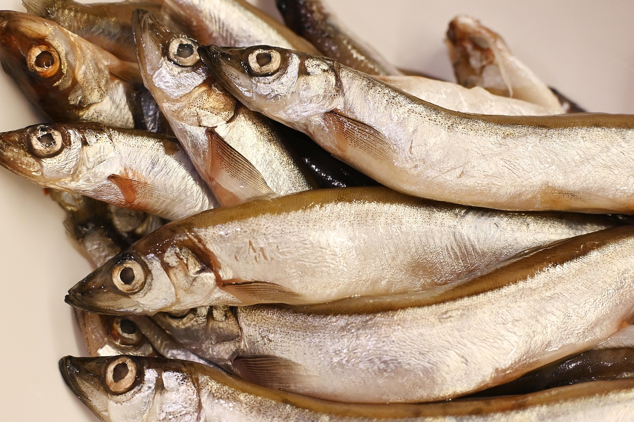 Your Delicate Fish Is Becoming a Disaster (image credits: pixabay)