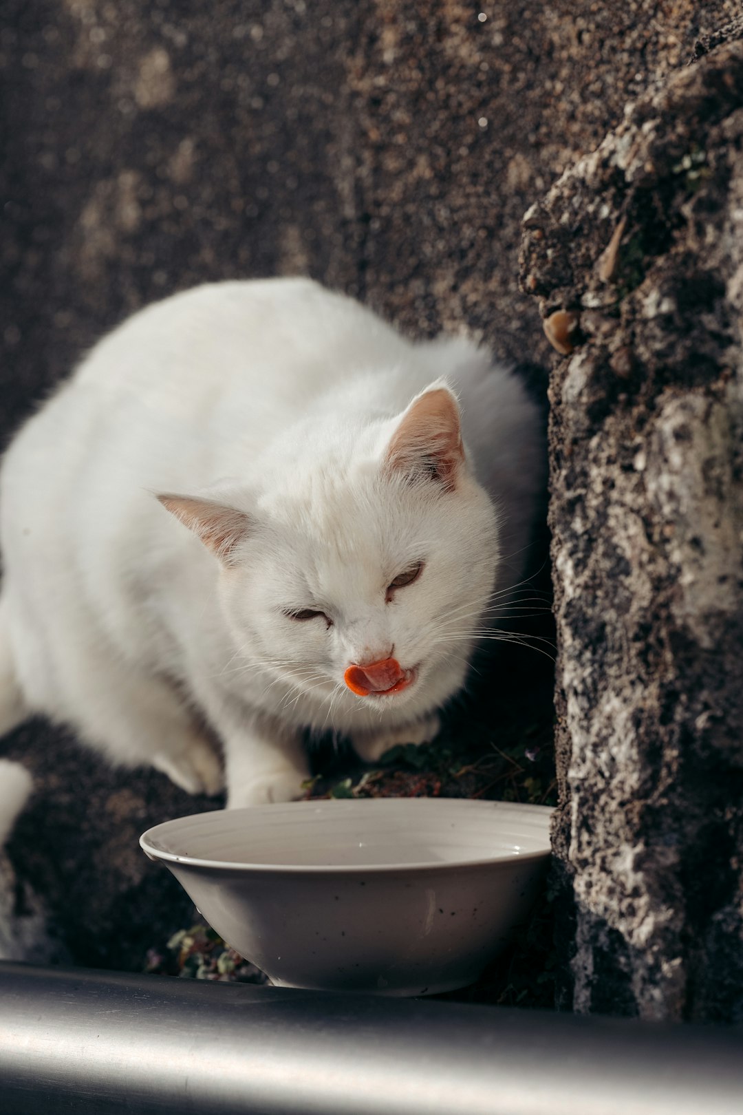 Giving Them Milk (image credits: unsplash)
