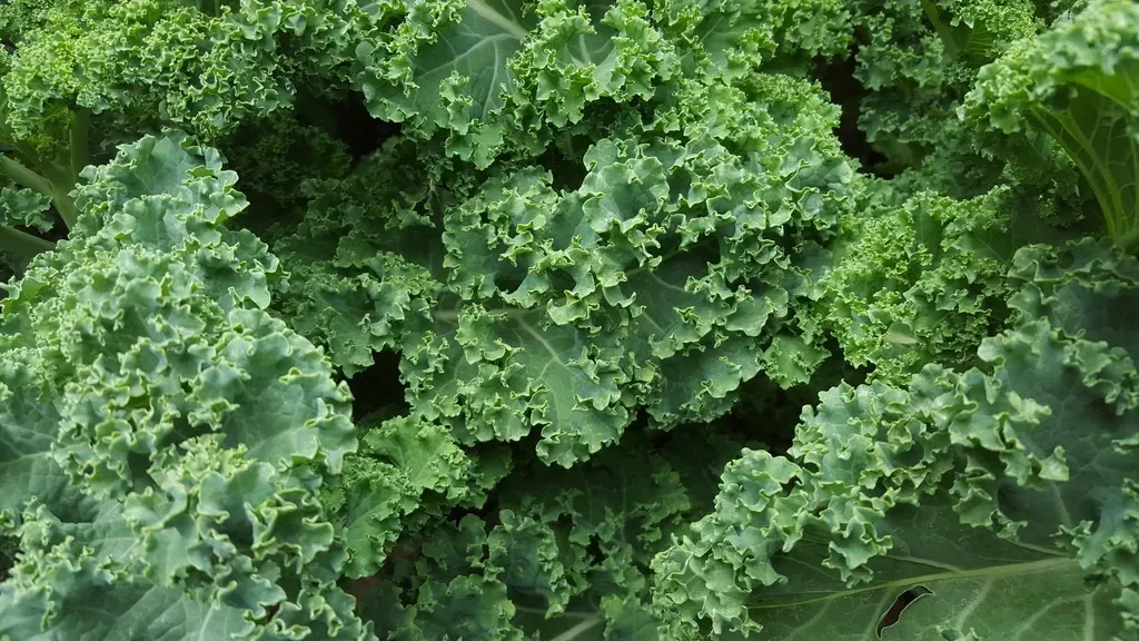 Kale Is Not the Villain You Were Warned About (Image Credits: Rawpixel)
