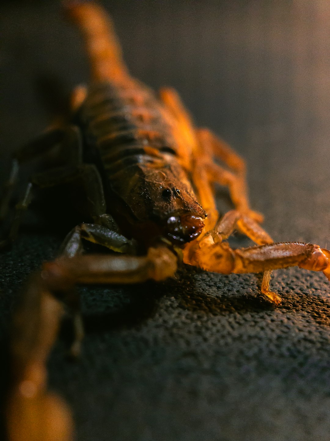 Scorpion Skewers (蝎子串, Xiēzi Chuàn) (image credits: unsplash)