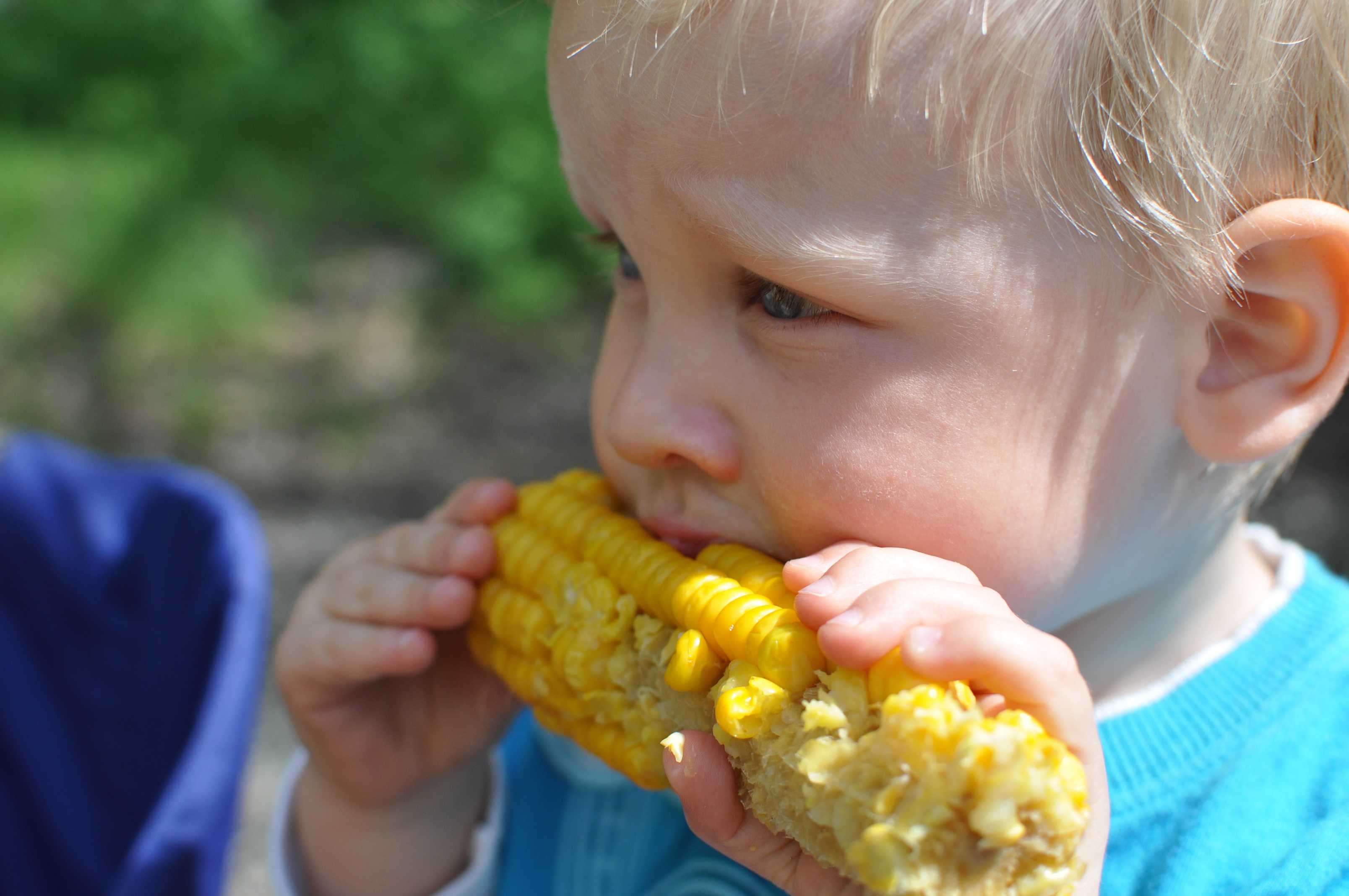 Is Corn on the Cob Good for Kids? (image credits: wikimedia)