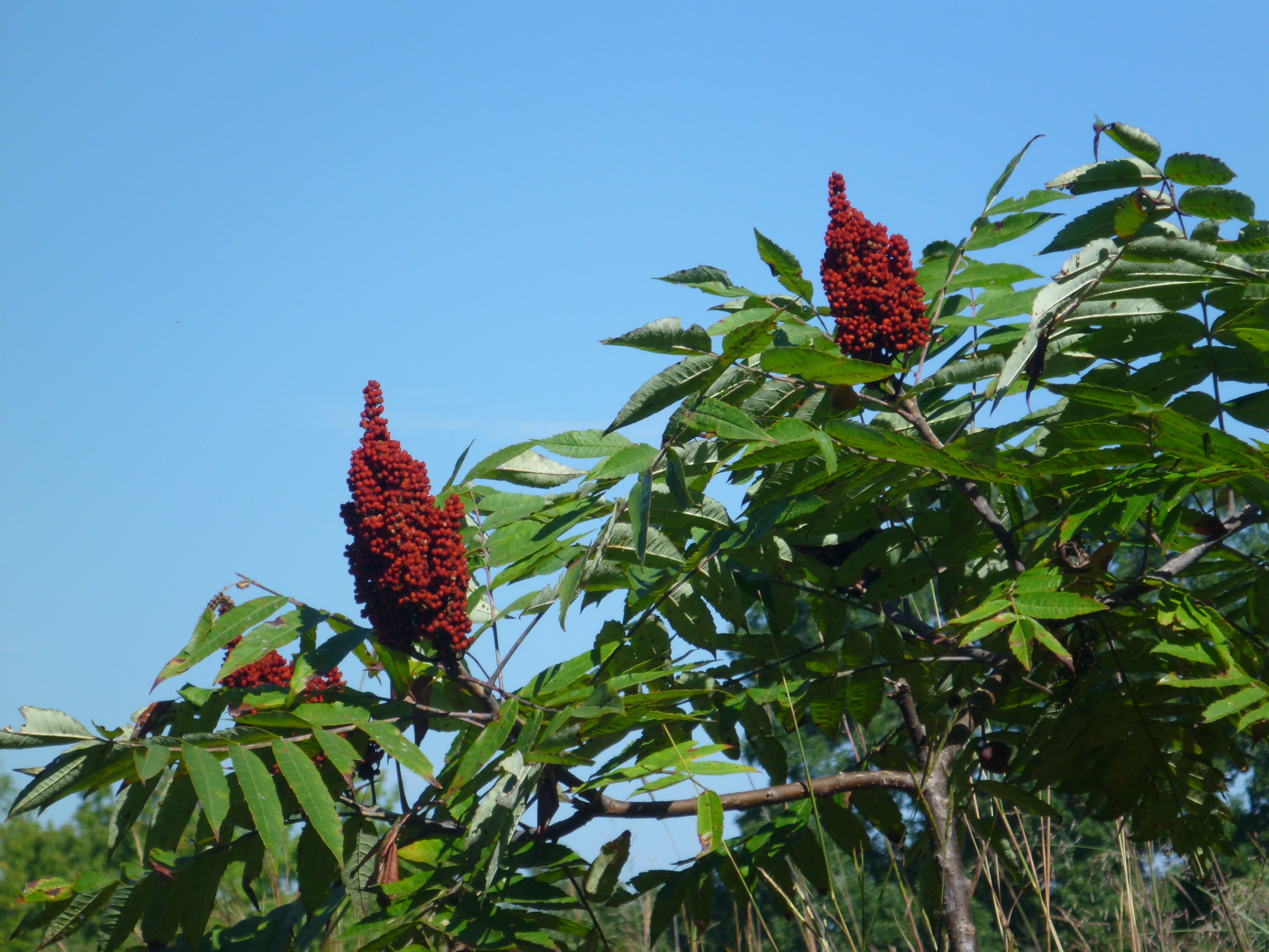 How Sumac Is Harvested and Made (image credits: wikimedia)