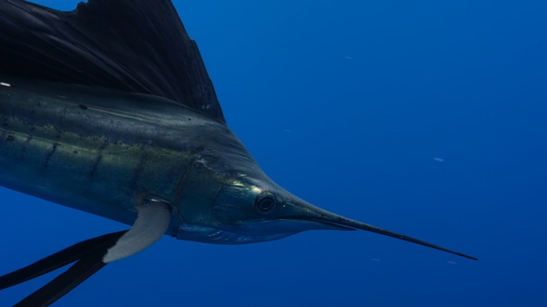 Swordfish Contains Extremely High Mercury Concentrations (image credits: unsplash)