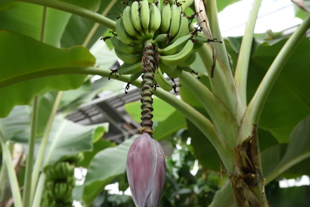 Bonus #1: Banana - A Fruit That Grows on an Herb (Image Credits: Unsplash)