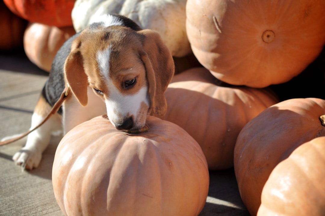 The Pumpkin Powerhouse Your Dog is Craving (image credits: unsplash)