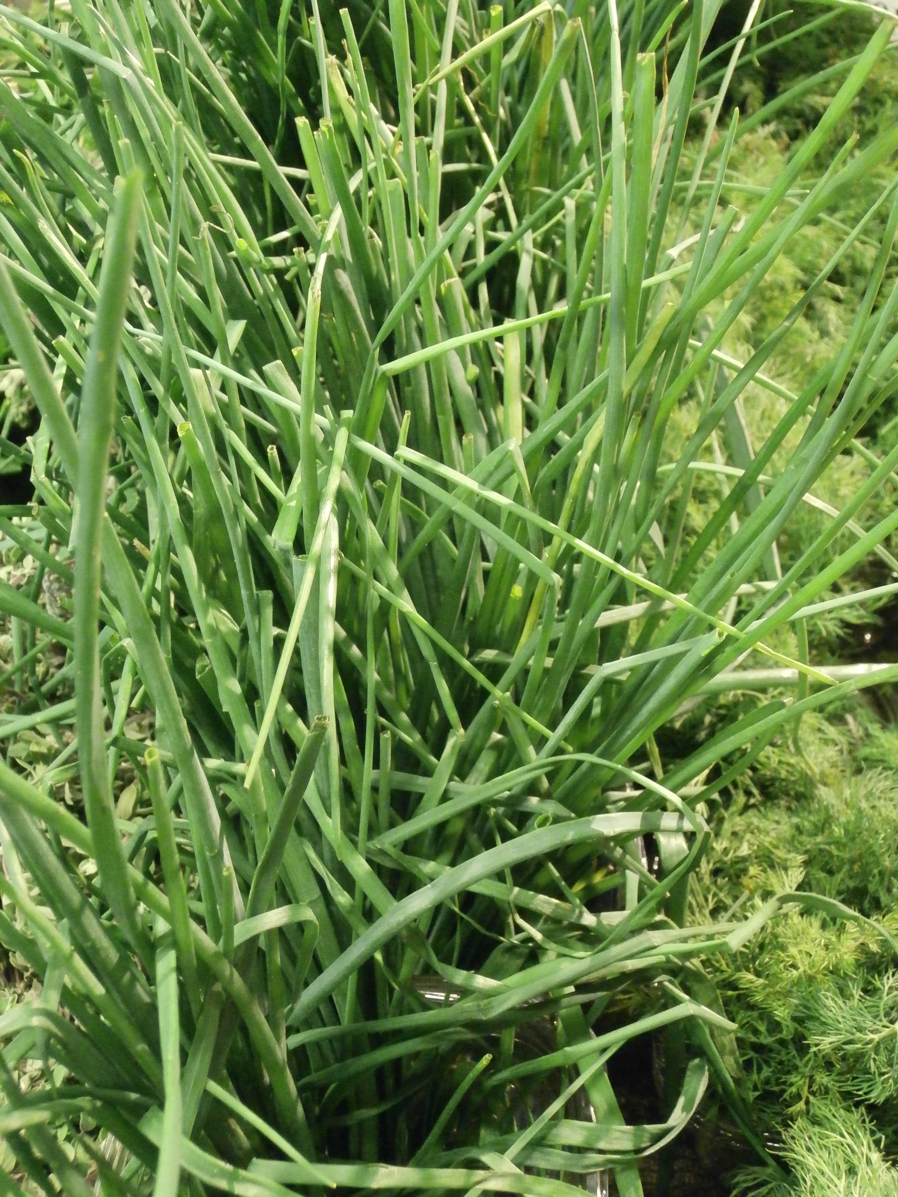 Chives: The Gentle Giant of the Onion Family (image credits: wikimedia)