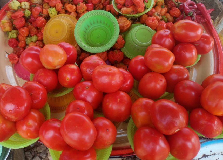 Tomatoes: Juicy and Refreshing (image credits: wikimedia)
