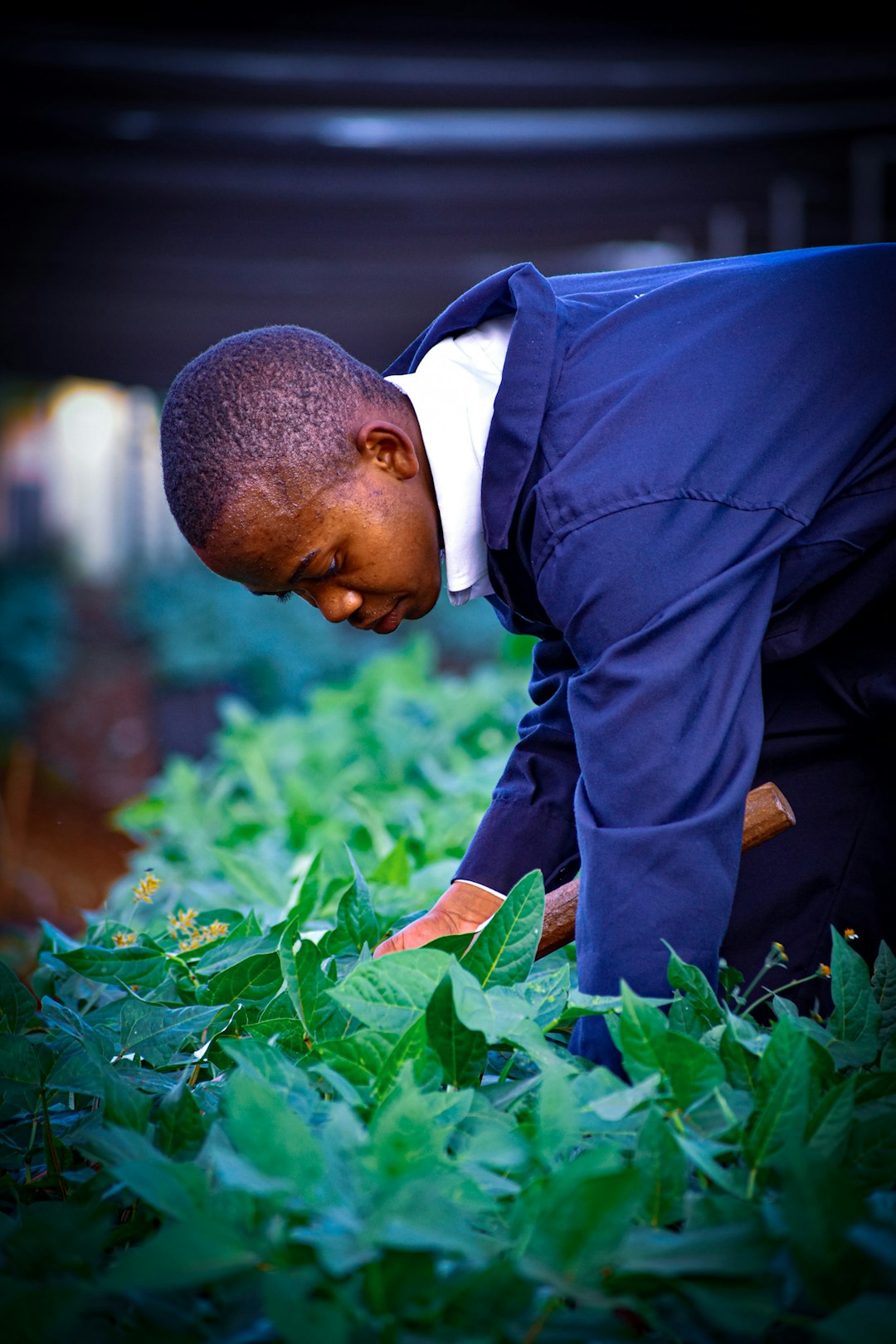 Trade Policies May Worsen Shortages (image credits: unsplash)