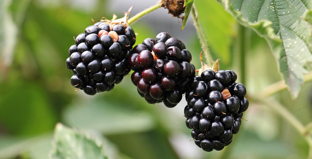 Blackberries: Wound Healing (image credits: pixabay)