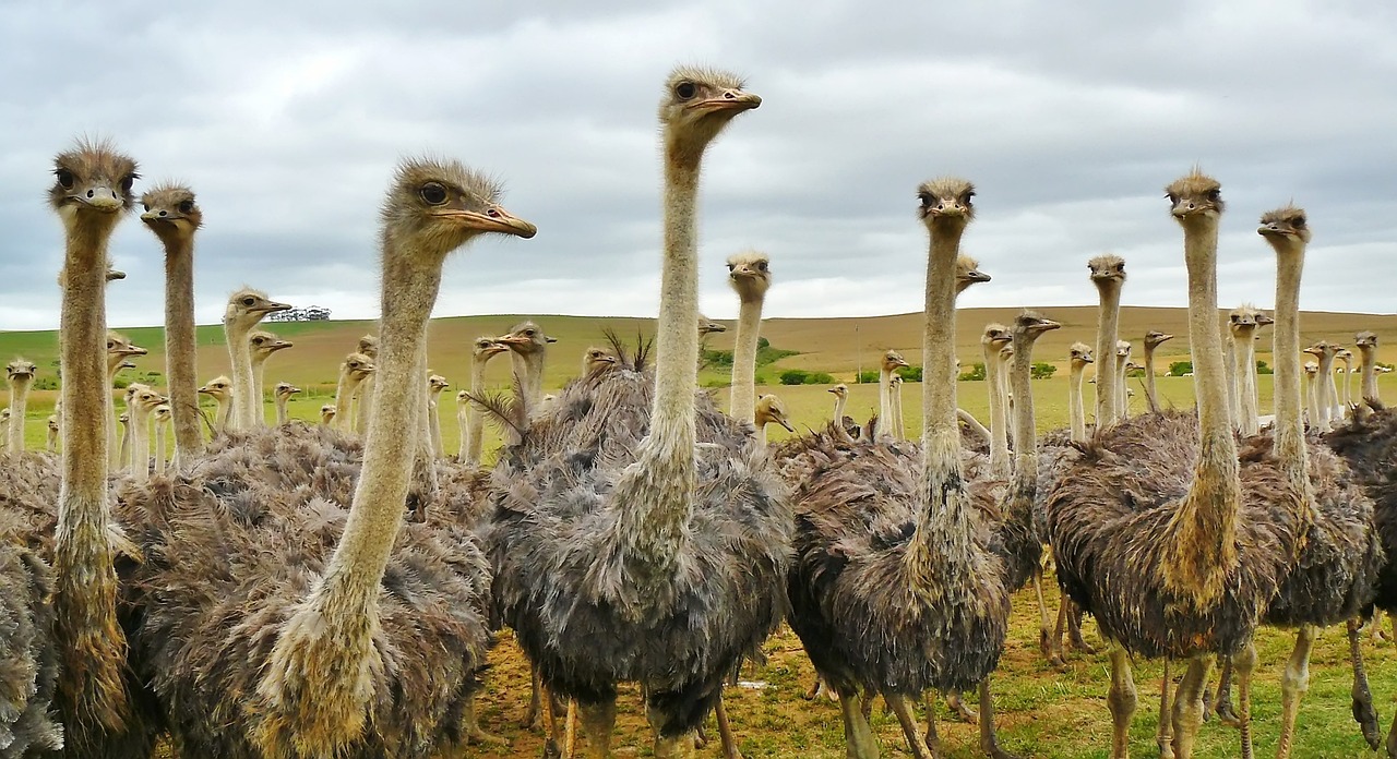 The Future of Nose-to-Tail Eating (image credits: pixabay)