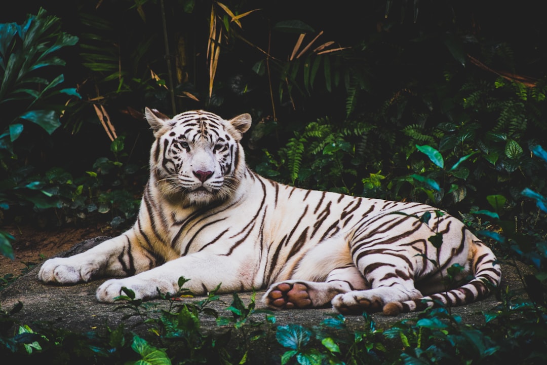 Animal Welfare (image credits: unsplash)