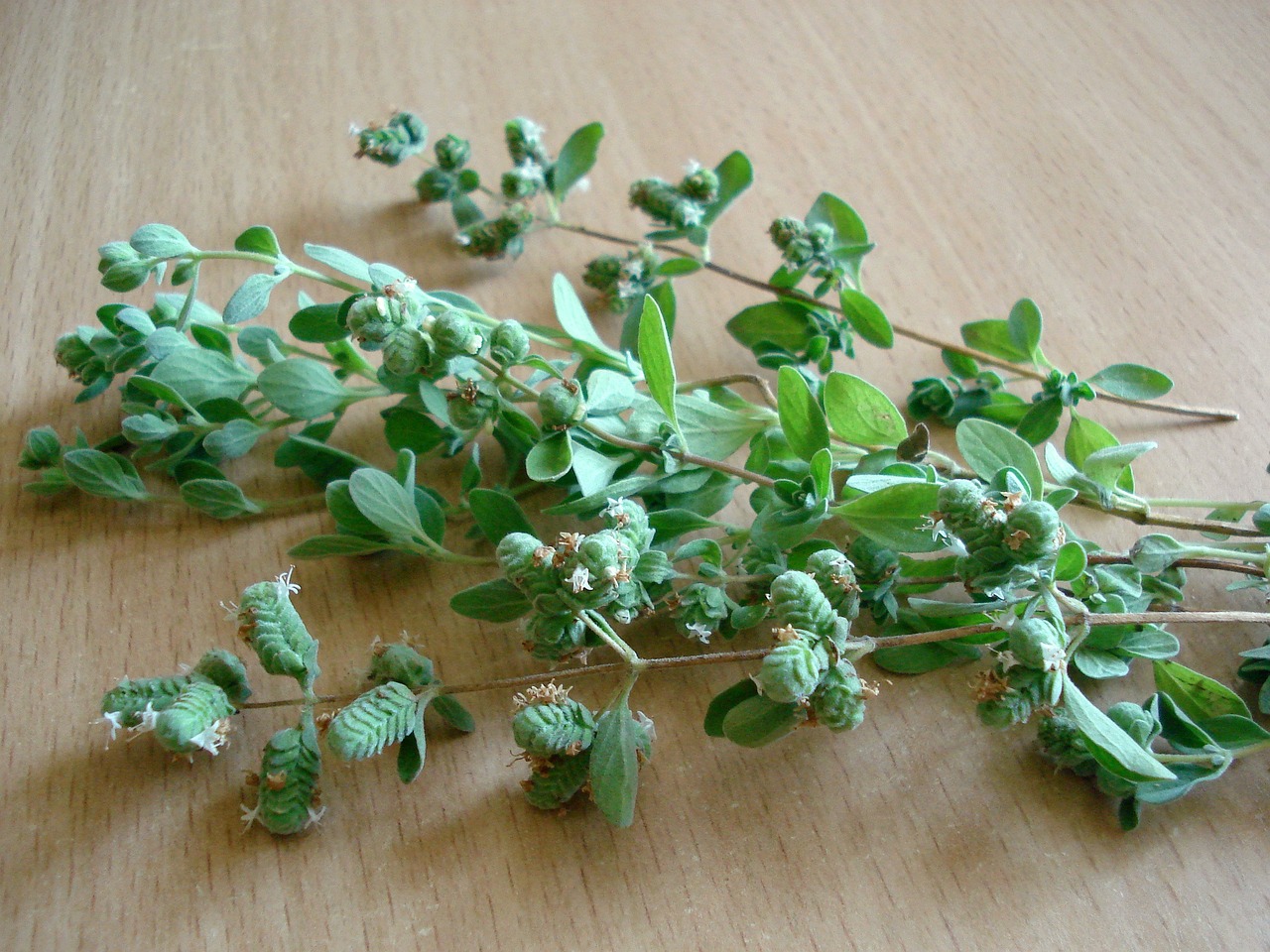 Oregano (Fresh or Oil): Tiny Leaves, Mighty Power (image credits: pixabay)