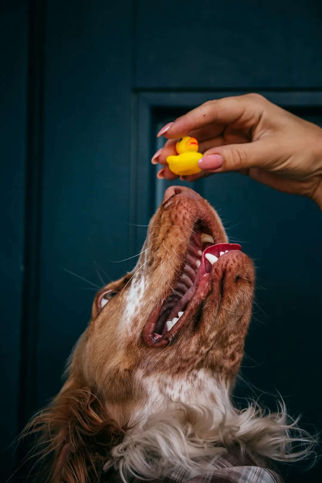 Xylitol: The Silent Sweetener Sending Dogs to the ER (Image Credits: Unsplash)