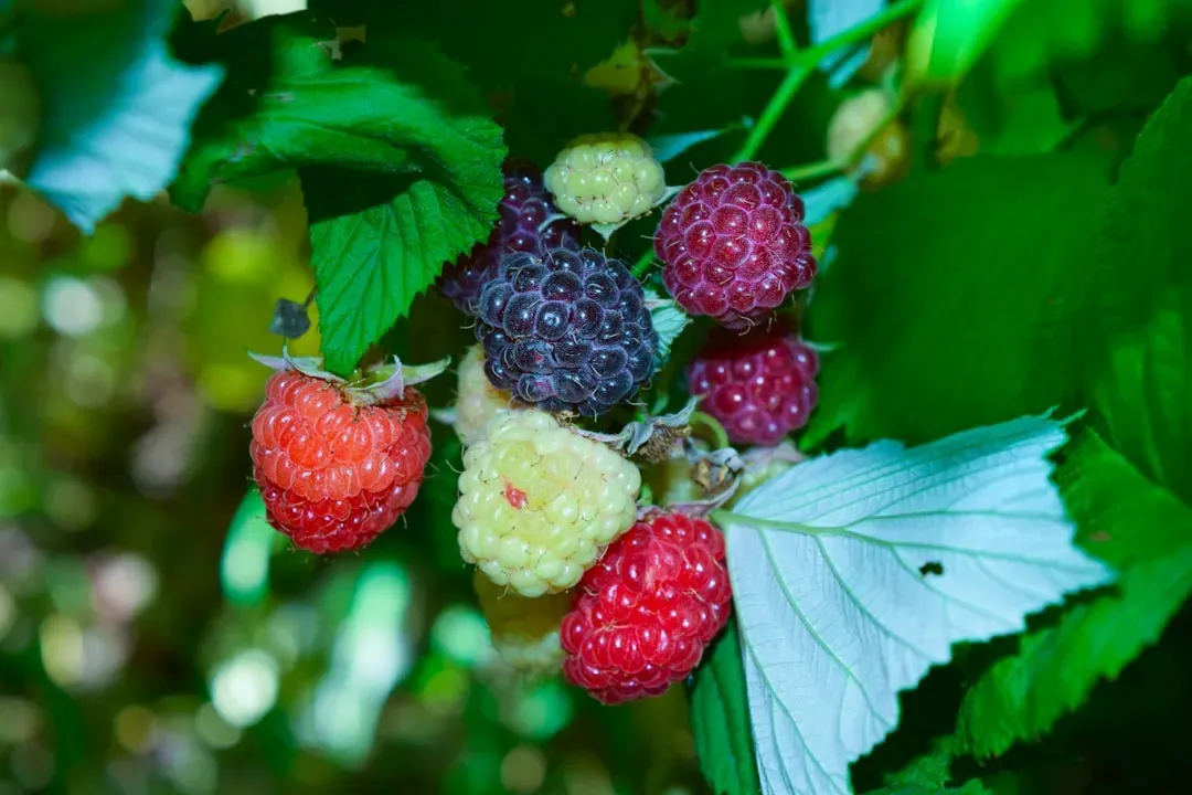 Berries Bursting with Anthocyanins (Image Credits: Unsplash)