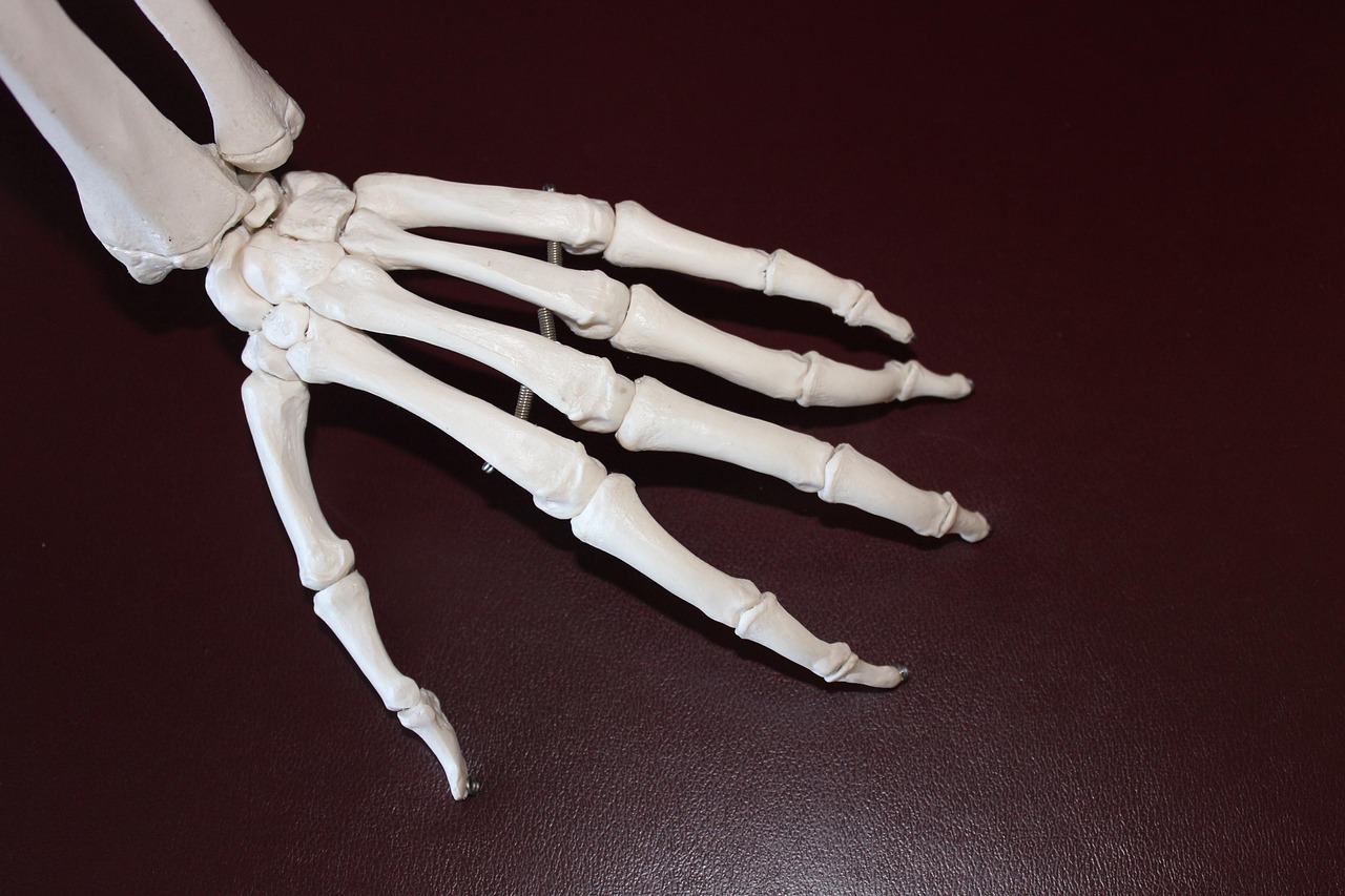 Bones Breaking Down in Silence (image credits: pixabay)