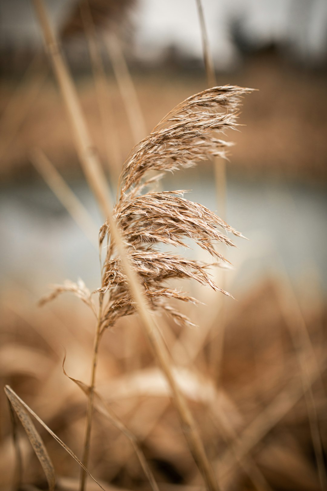 The Science Behind Whole Grain Wrap Choices (image credits: unsplash)