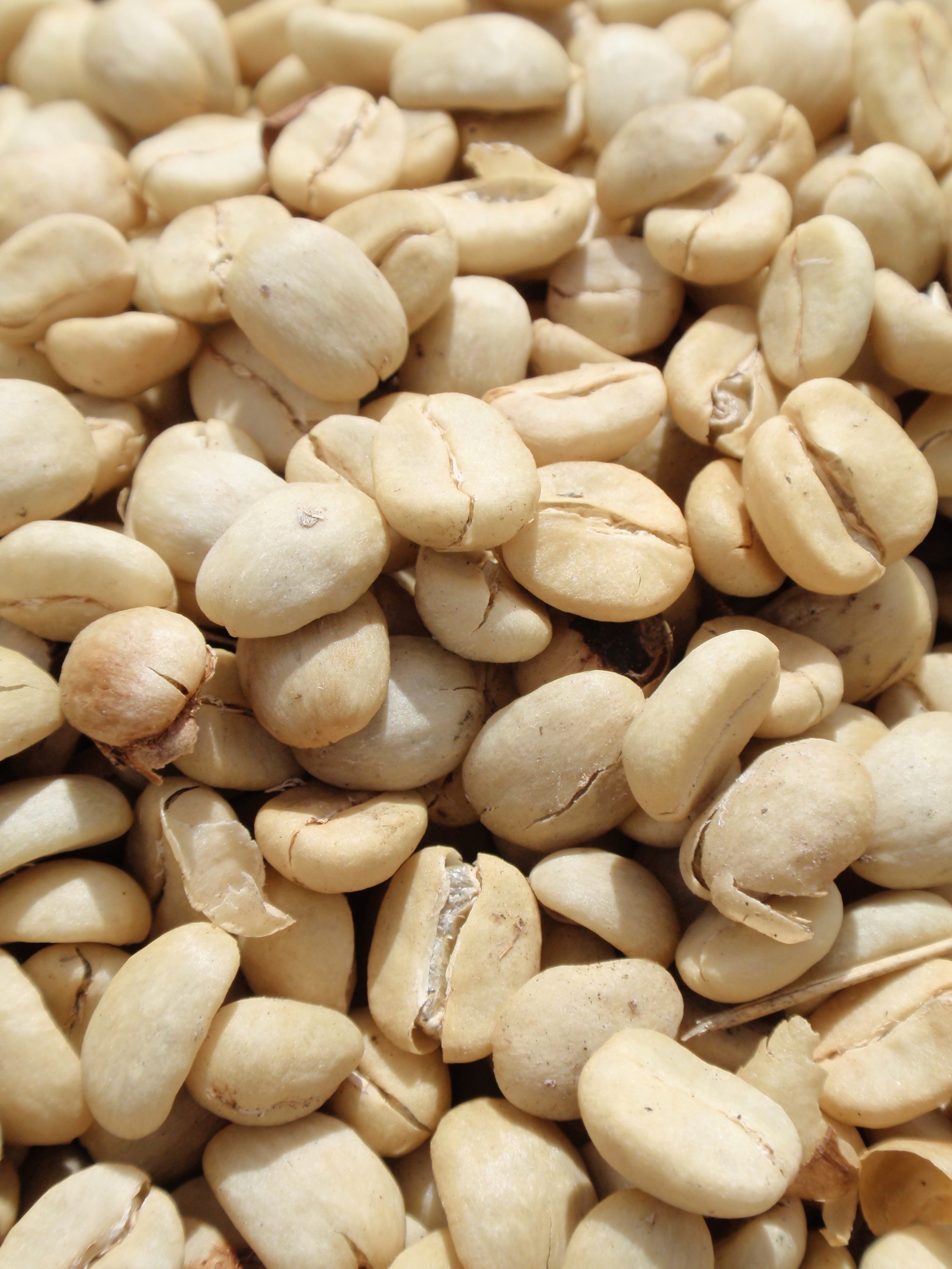 Cultural Significance: Beans Across the Globe (image credits: wikimedia)