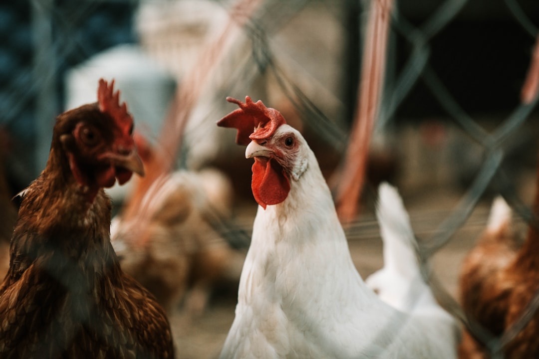 Antibiotics and Hormones in Chicken Production (image credits: unsplash)