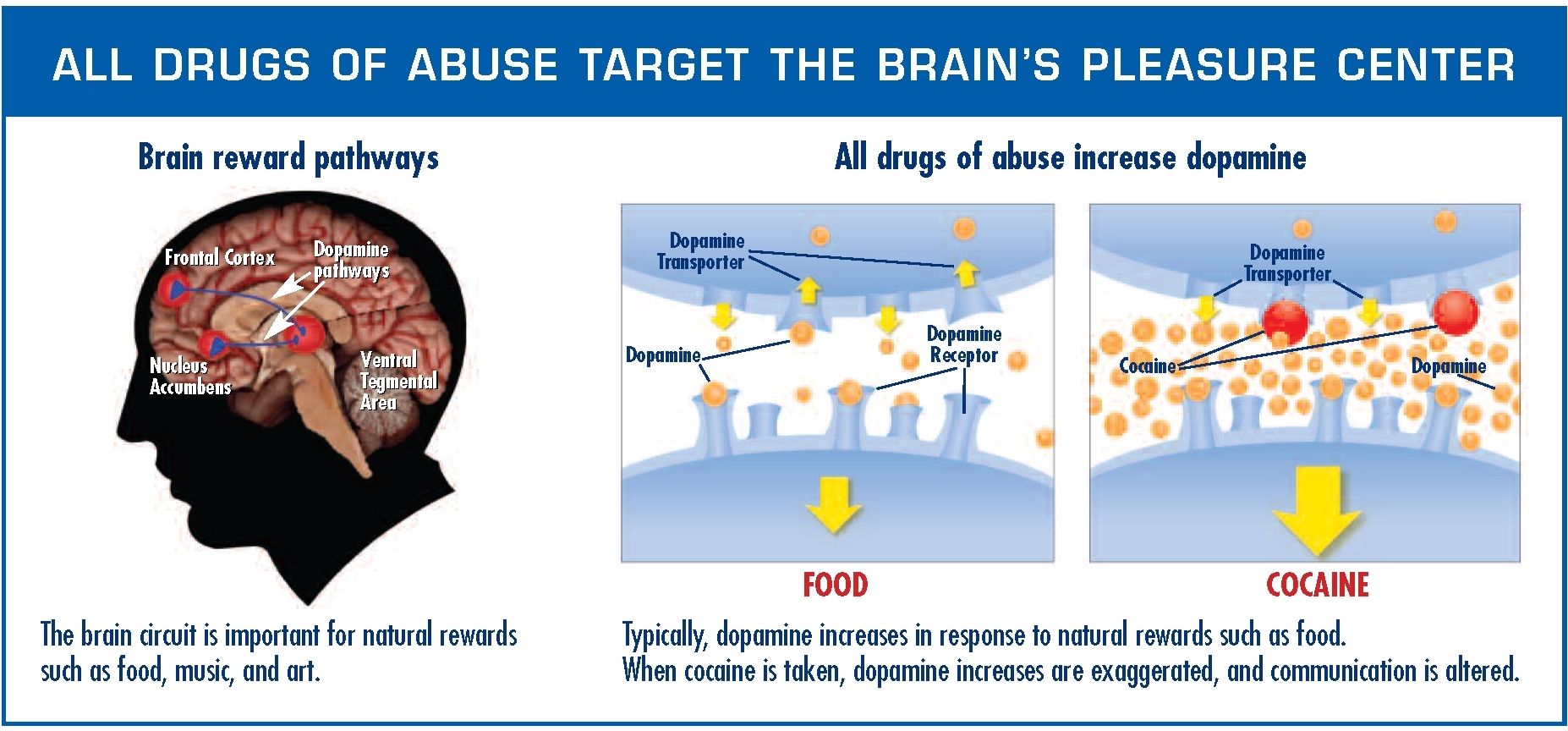 How Genetics and Environment Shape Food Addiction (image credits: wikimedia)