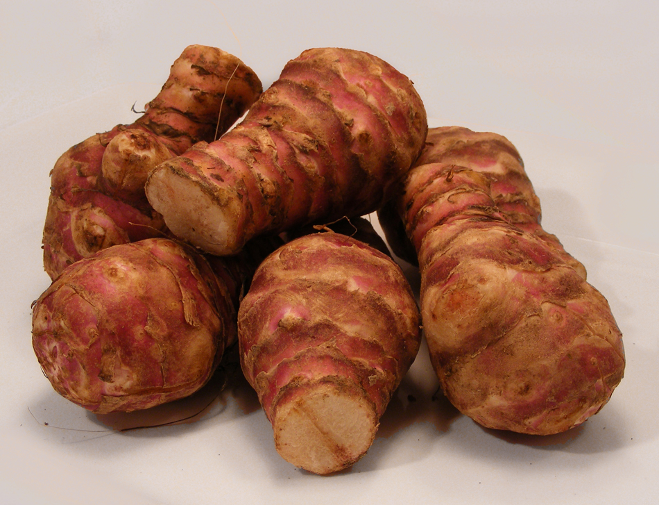 Jerusalem Artichoke: The Underground Powerhouse with a Misleading Name (image credits: wikimedia)