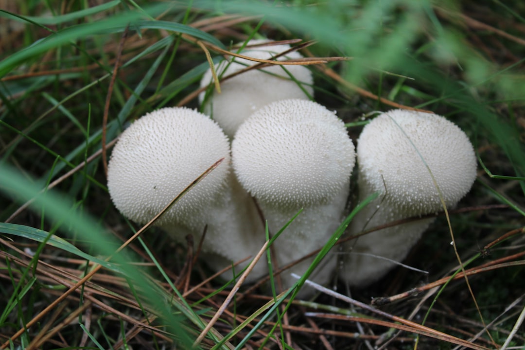 Button Mushrooms - The Underrated Champions (image credits: unsplash)