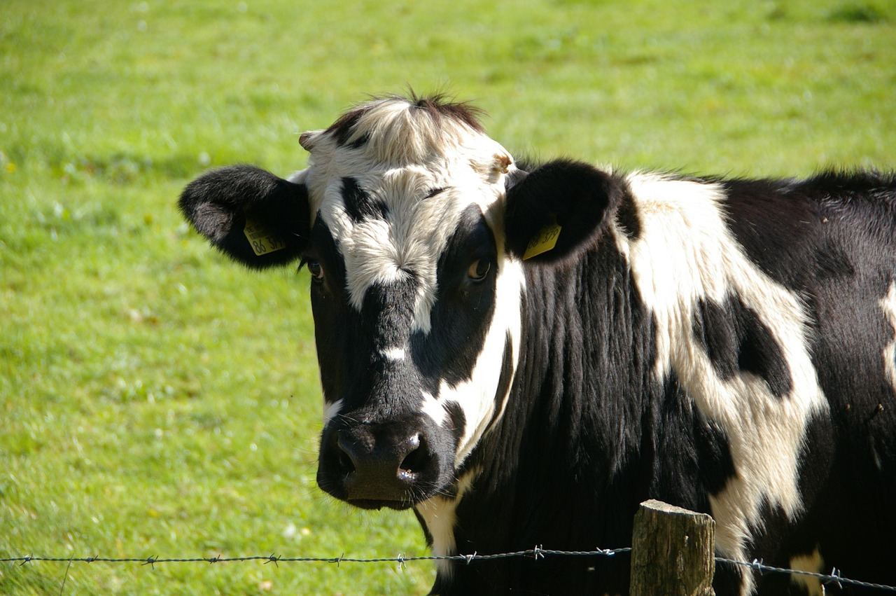 3. Dairy Alternatives From Local Fields (image credits: pixabay)