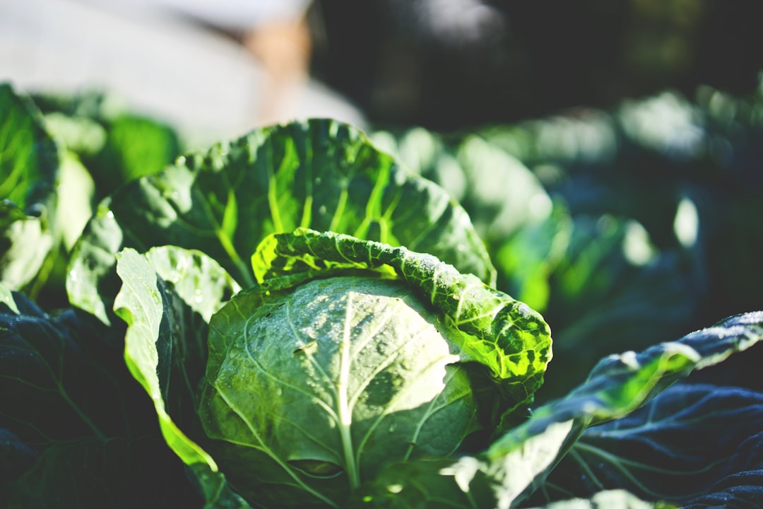 Cabbage: The Humble Vegetable Goes Gourmet (image credits: unsplash)