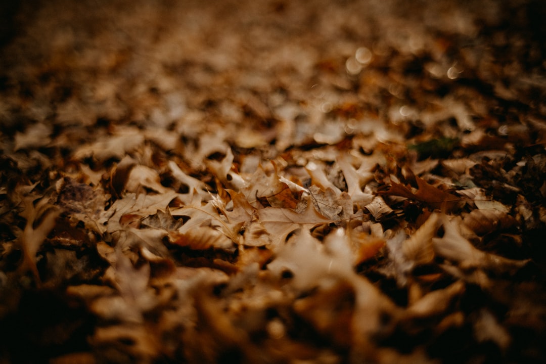 That Satisfying Crunch—and Its Surprising Consequence (image credits: unsplash)