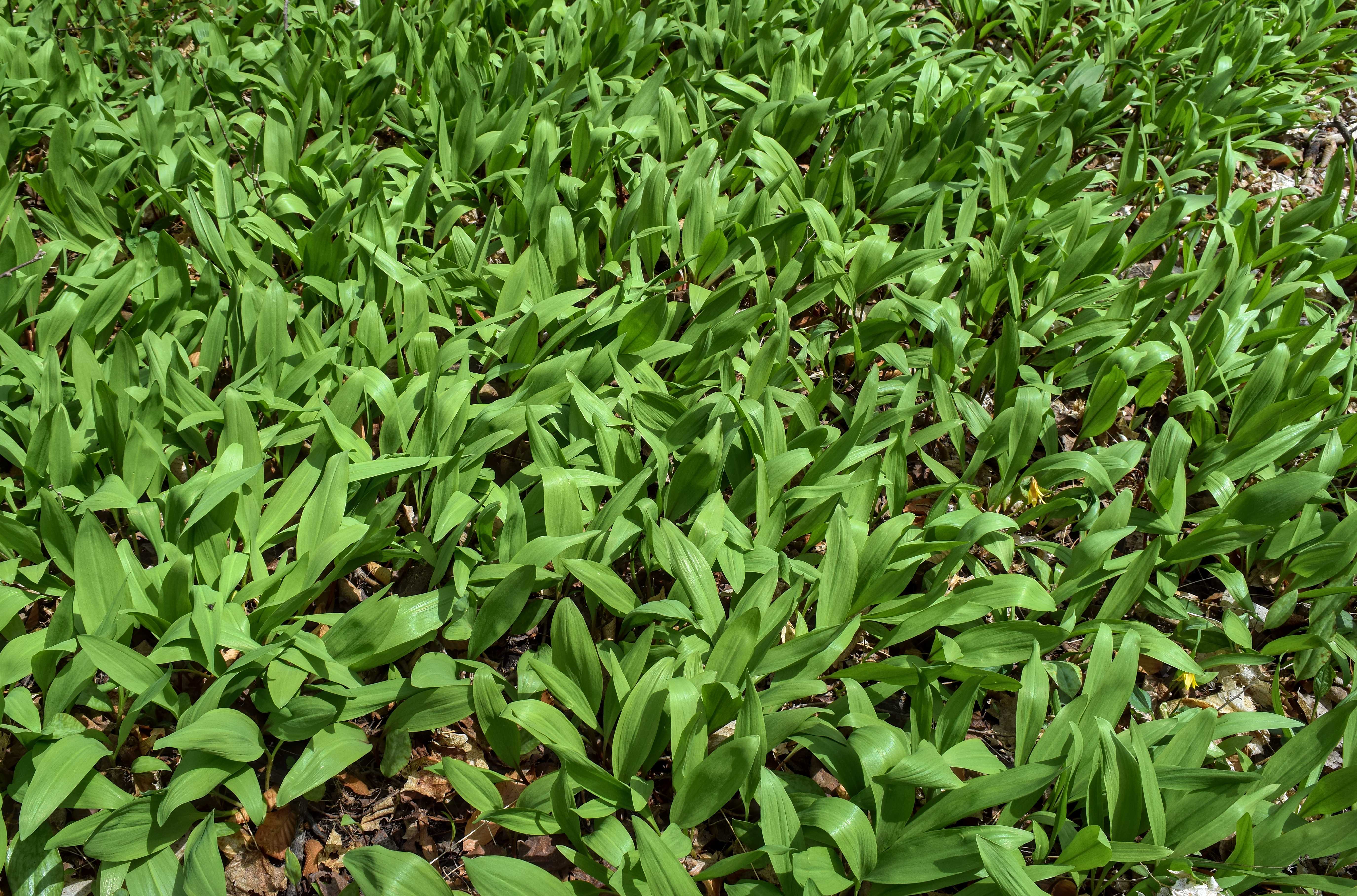 Wild Ramps (image credits: wikimedia)